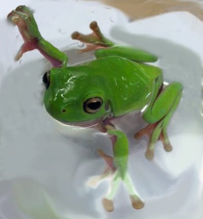 Ward's® White's Tree Frog