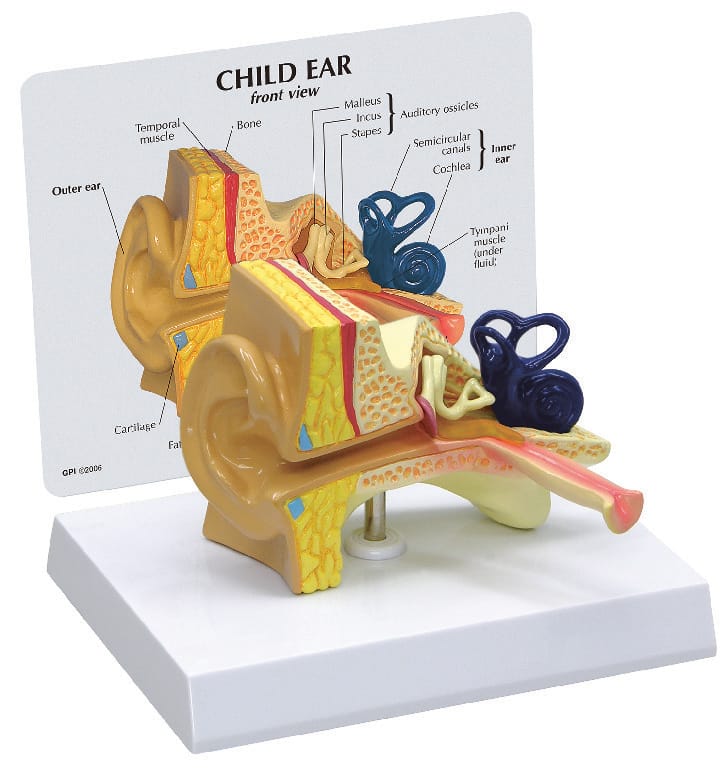 GPI Anatomicals® Child Ear Model
