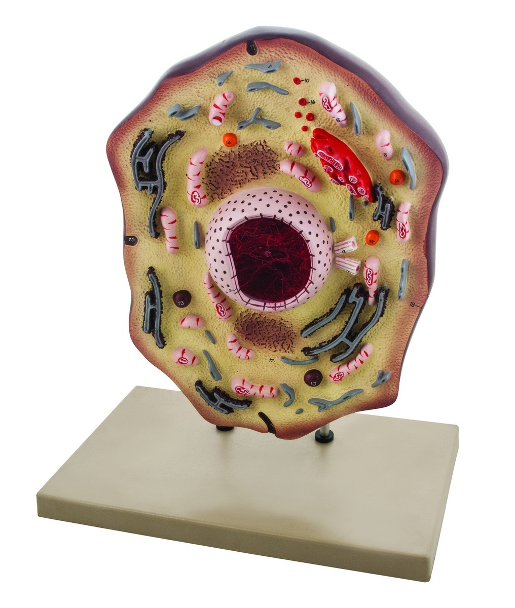Eisco® Animal Cell
