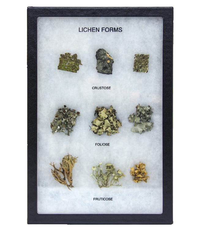 Lichen Forms Riker Mount