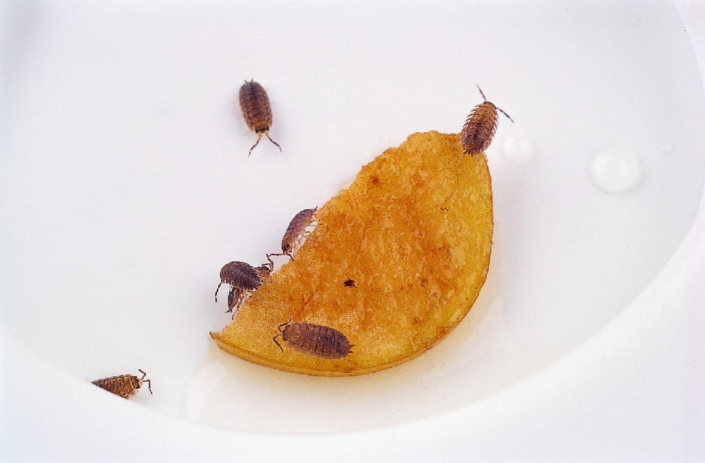 Ward's® Live Terrestrial Isopods (Pill Bugs and Sow Bugs)