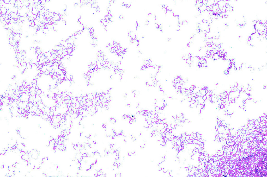 Ward's® Bacterial Form and Structure Slides