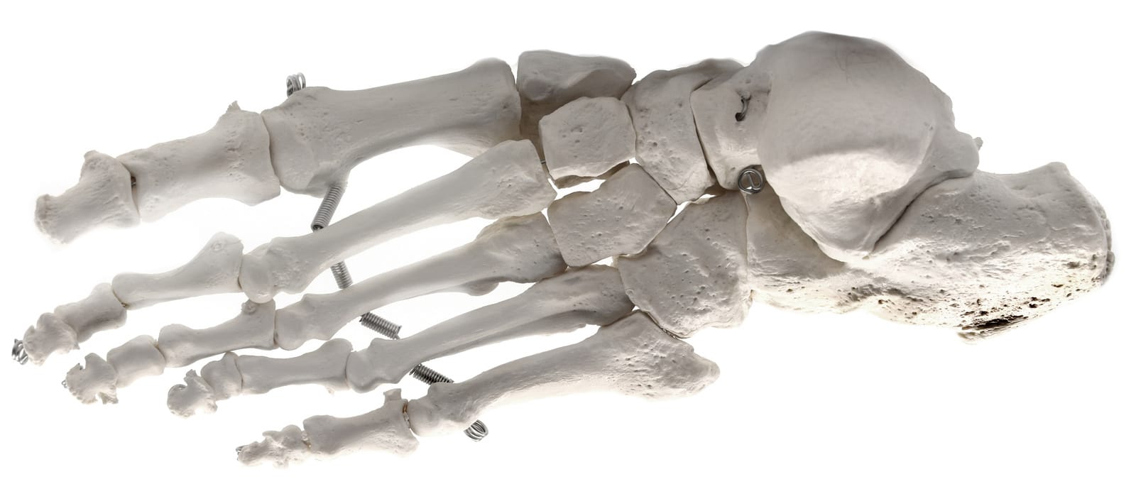 Eisco® Individual Bones