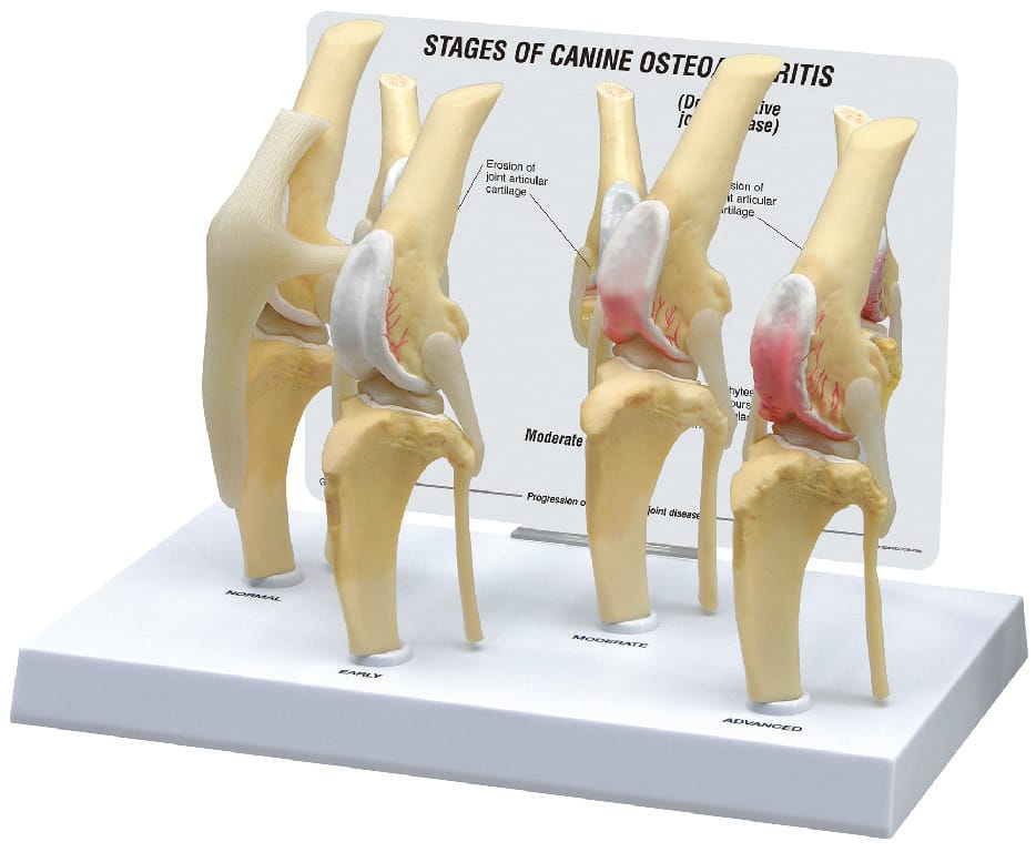 GPI Anatomicals® Canine 4-Stage Knee Model