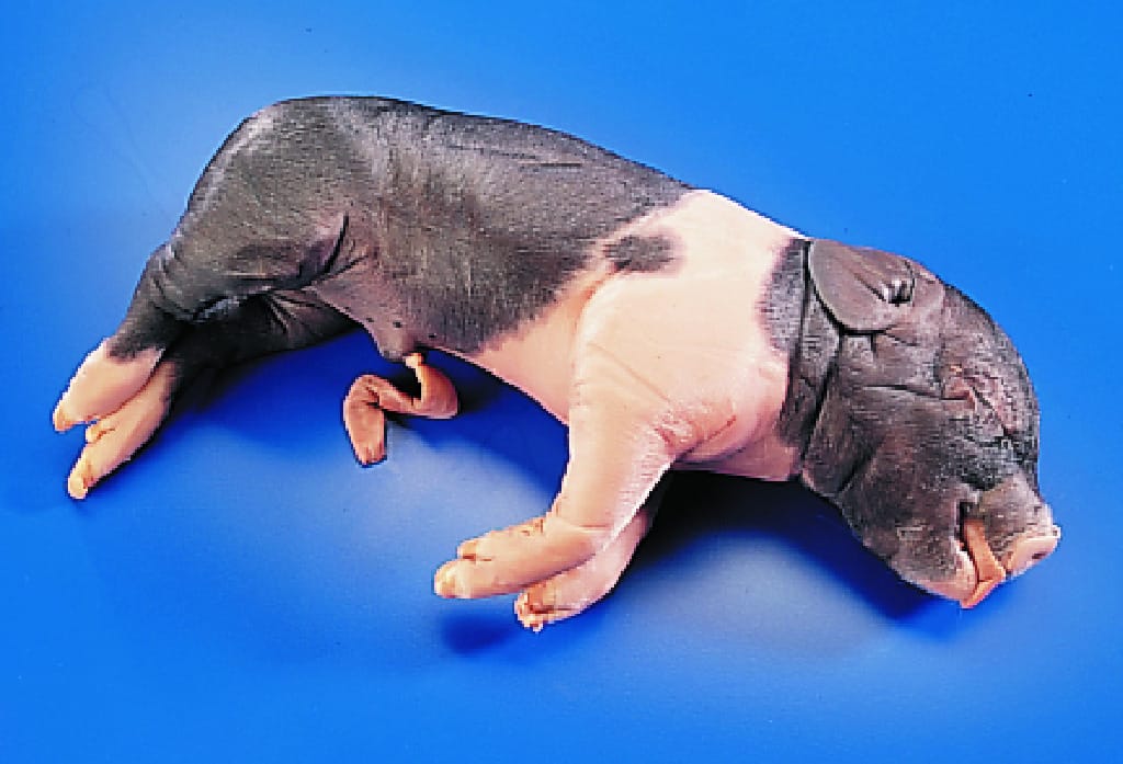 Formaldehyde-Free Fetal Pigs