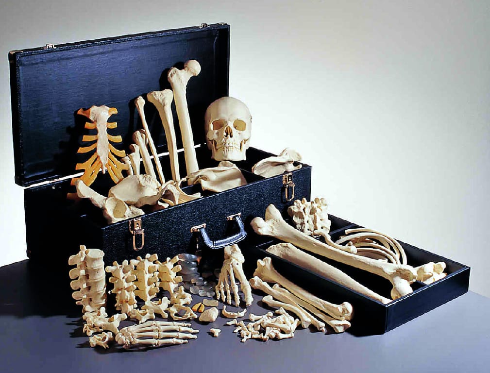 Somso® Female Disarticulated Skeleton