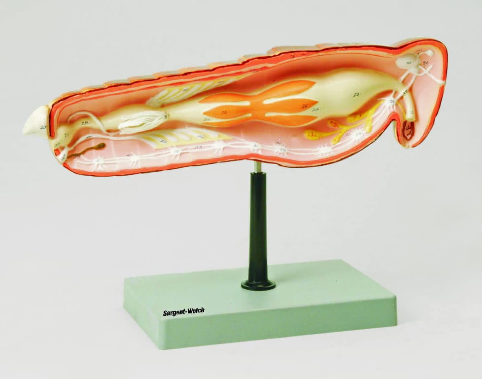 Eisco® Locust Dissection Model