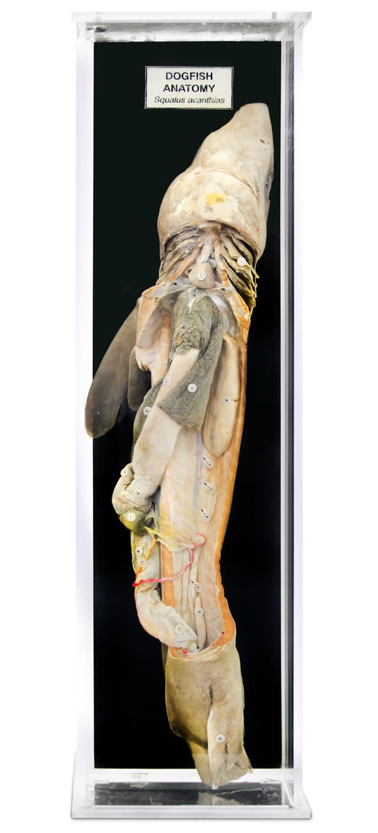 Ward's® Dogfish Anatomy Museum Mount