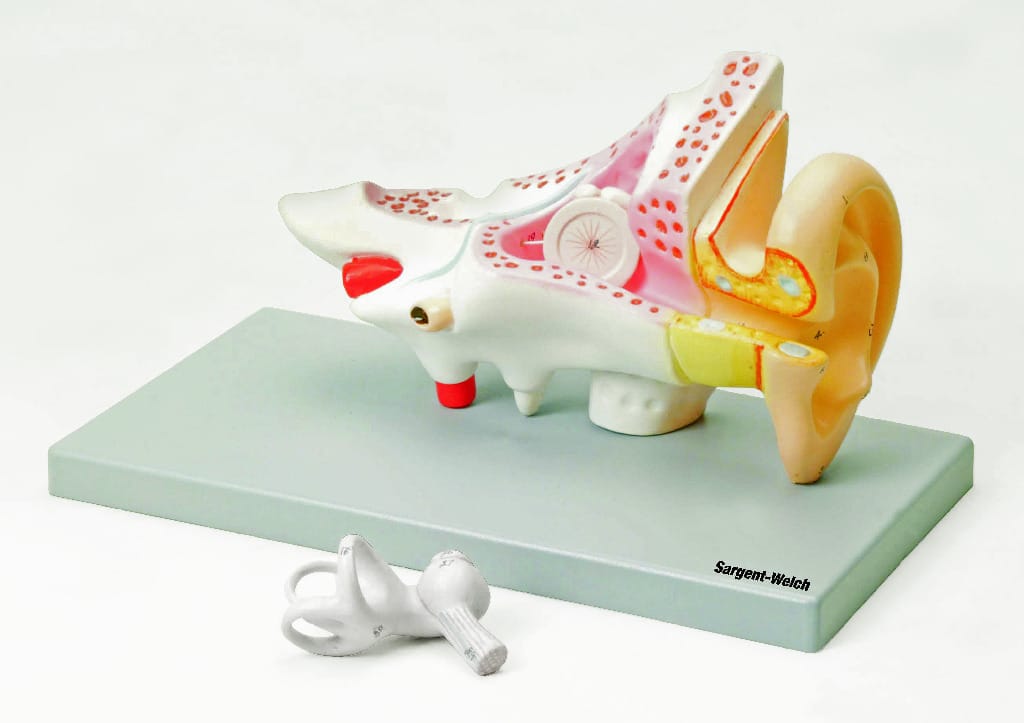 Human Ear