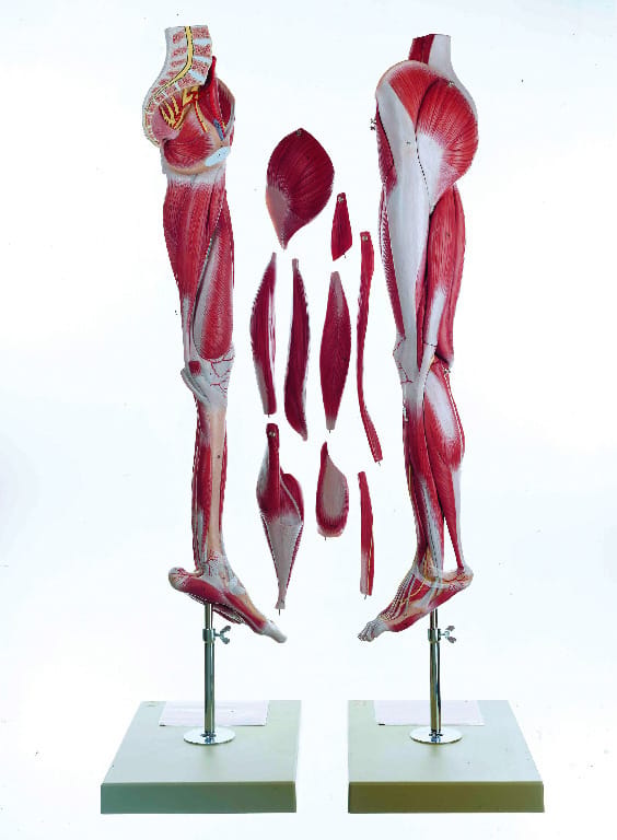 Somso® Comprehensive Leg Musculature Model