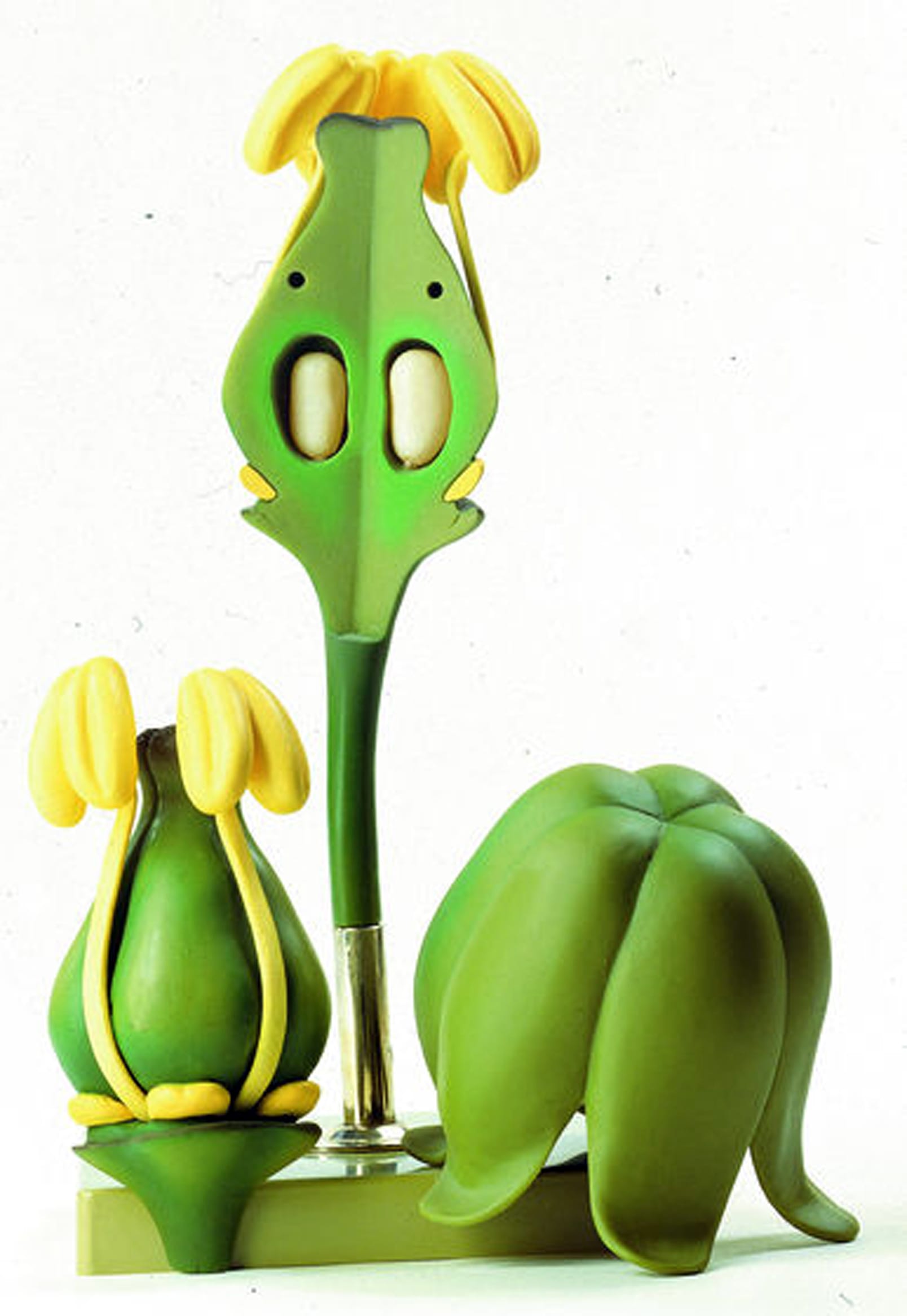 Somso® Flower of the Grape Vine