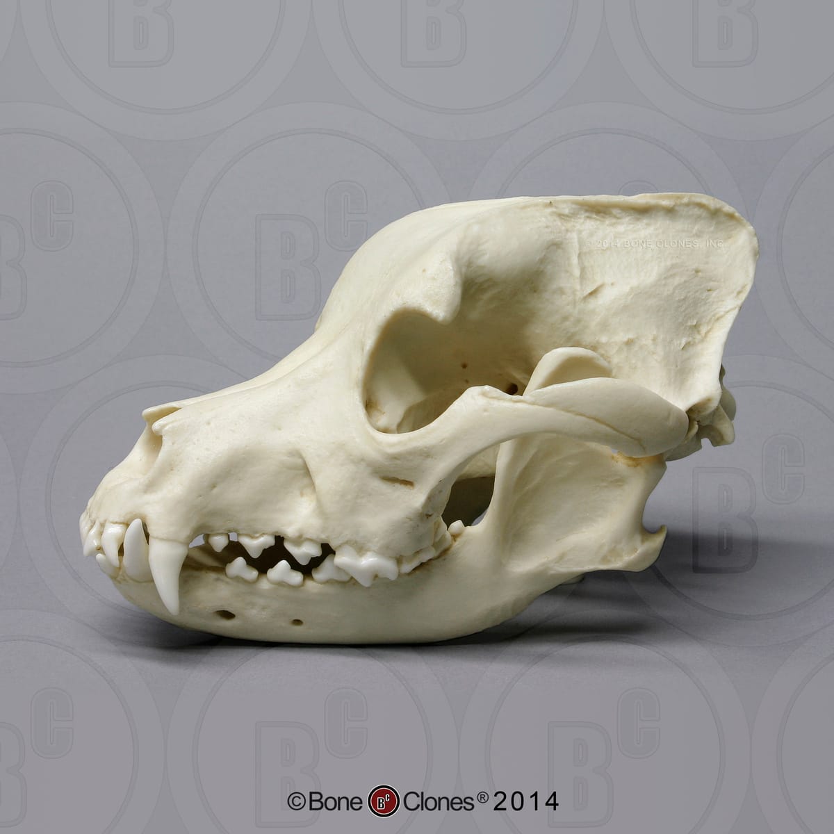 Bone Clones® Pitbull  Dog Skull