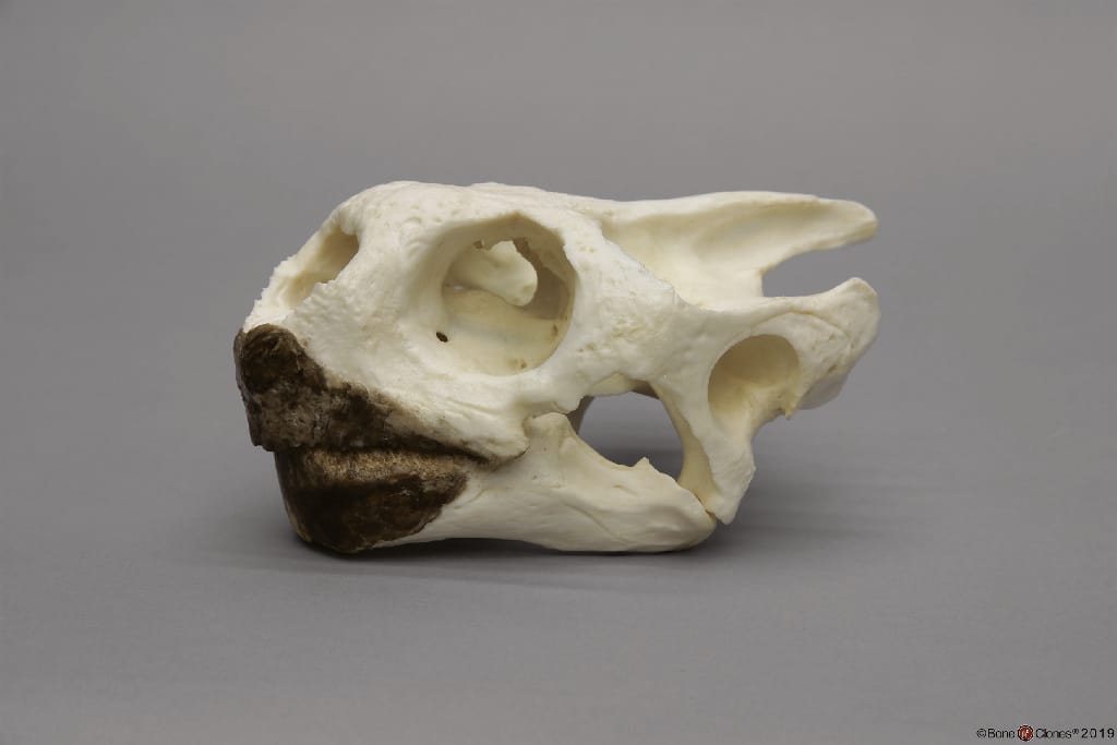BoneClones® Animal Skulls, Reptilian