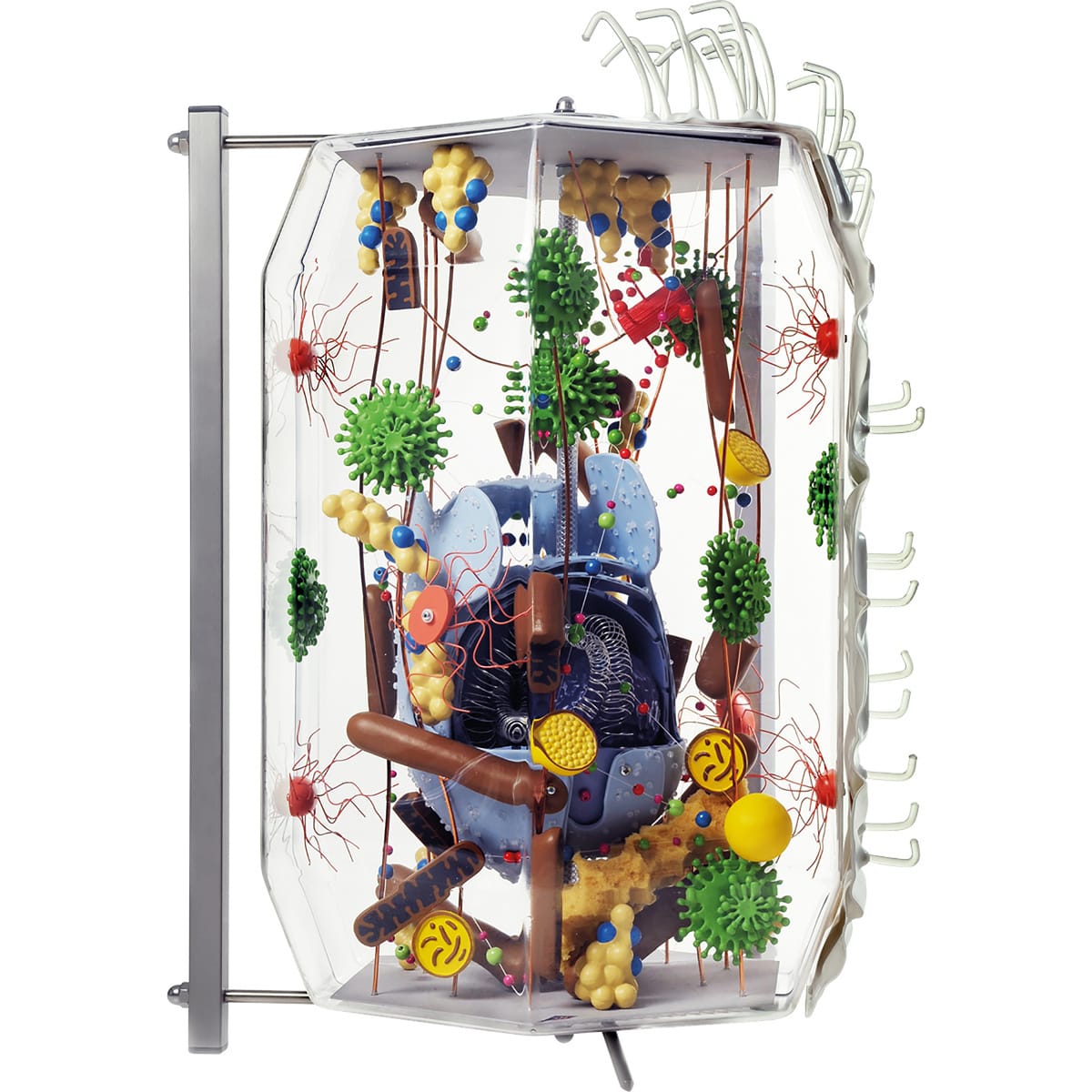3B Scientific® Human Cell Model