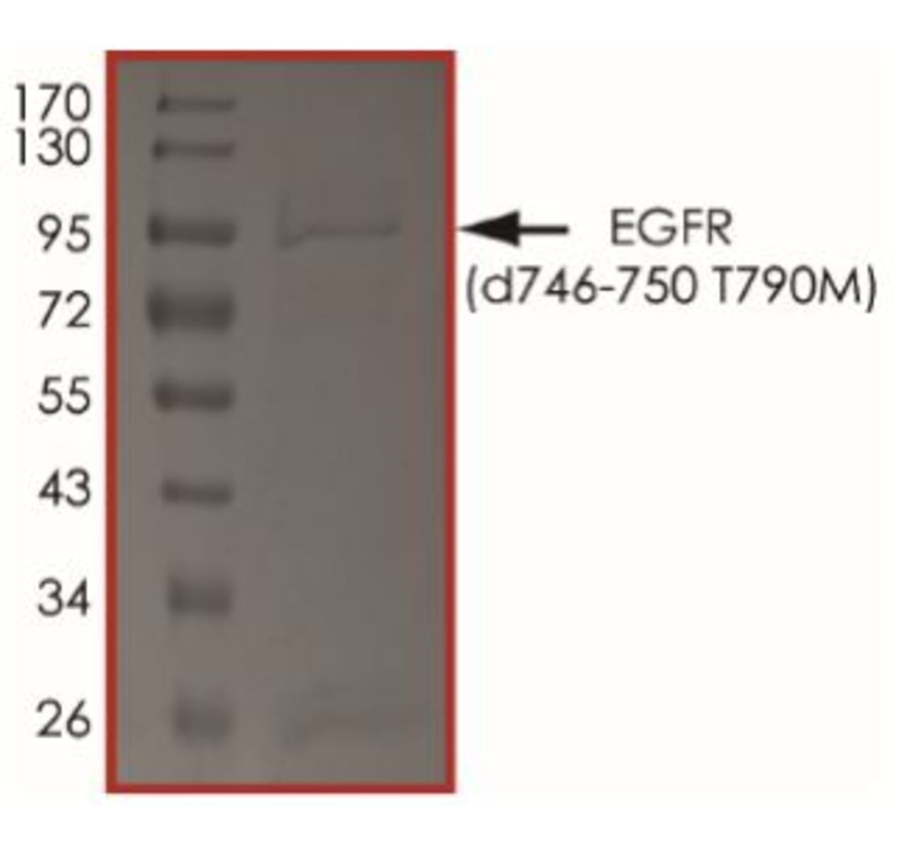 Human Recombinant EGFR (from Baculovirus (Sf9 Insect cells)) | VWR ...