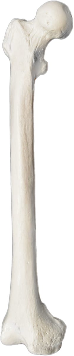 Eisco® Individual Bones