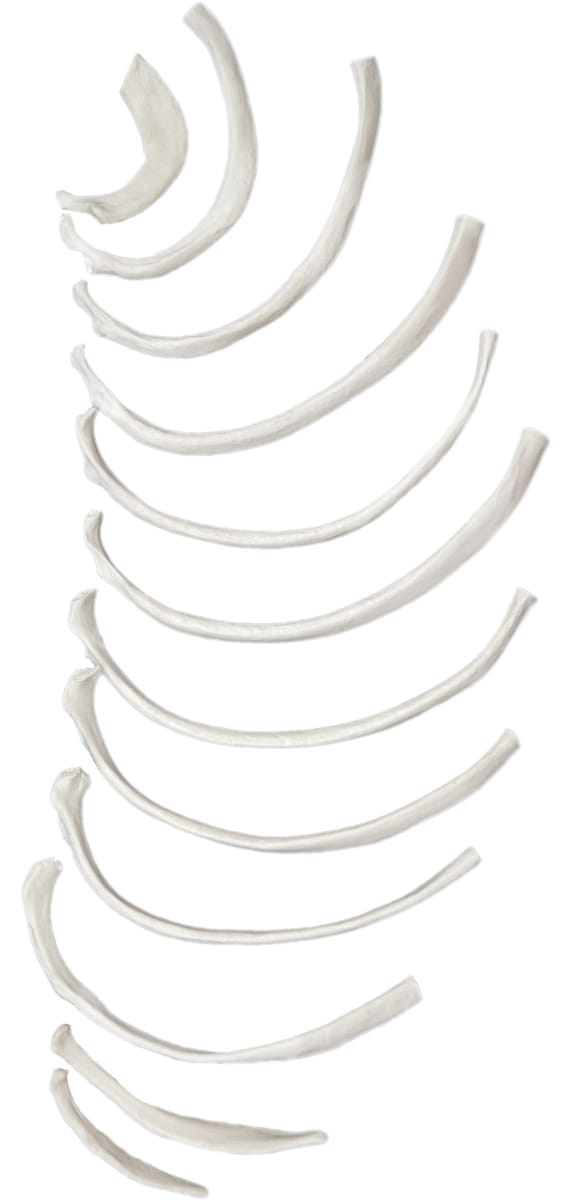 Eisco® Individual Bones