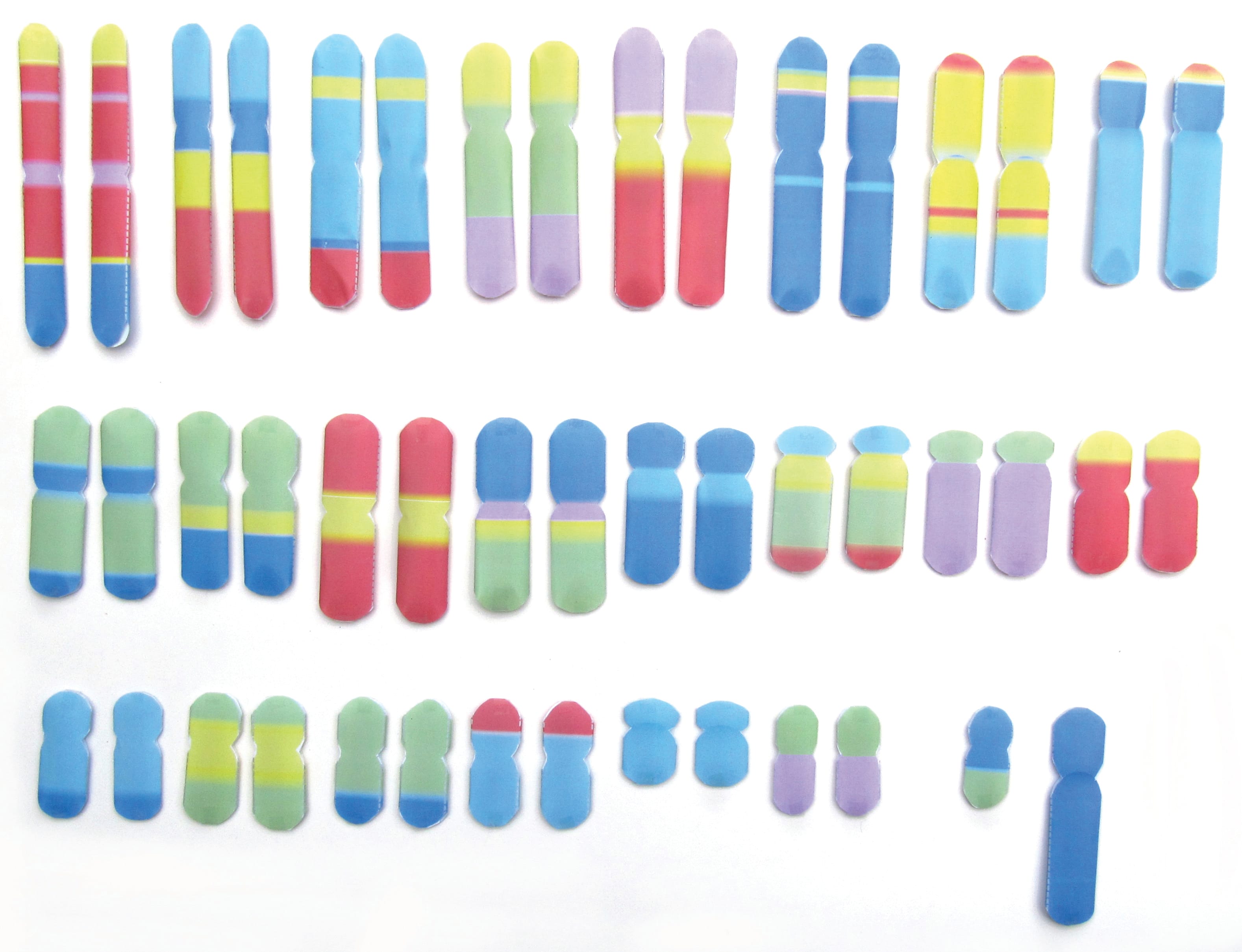 Cell Function 3D Models