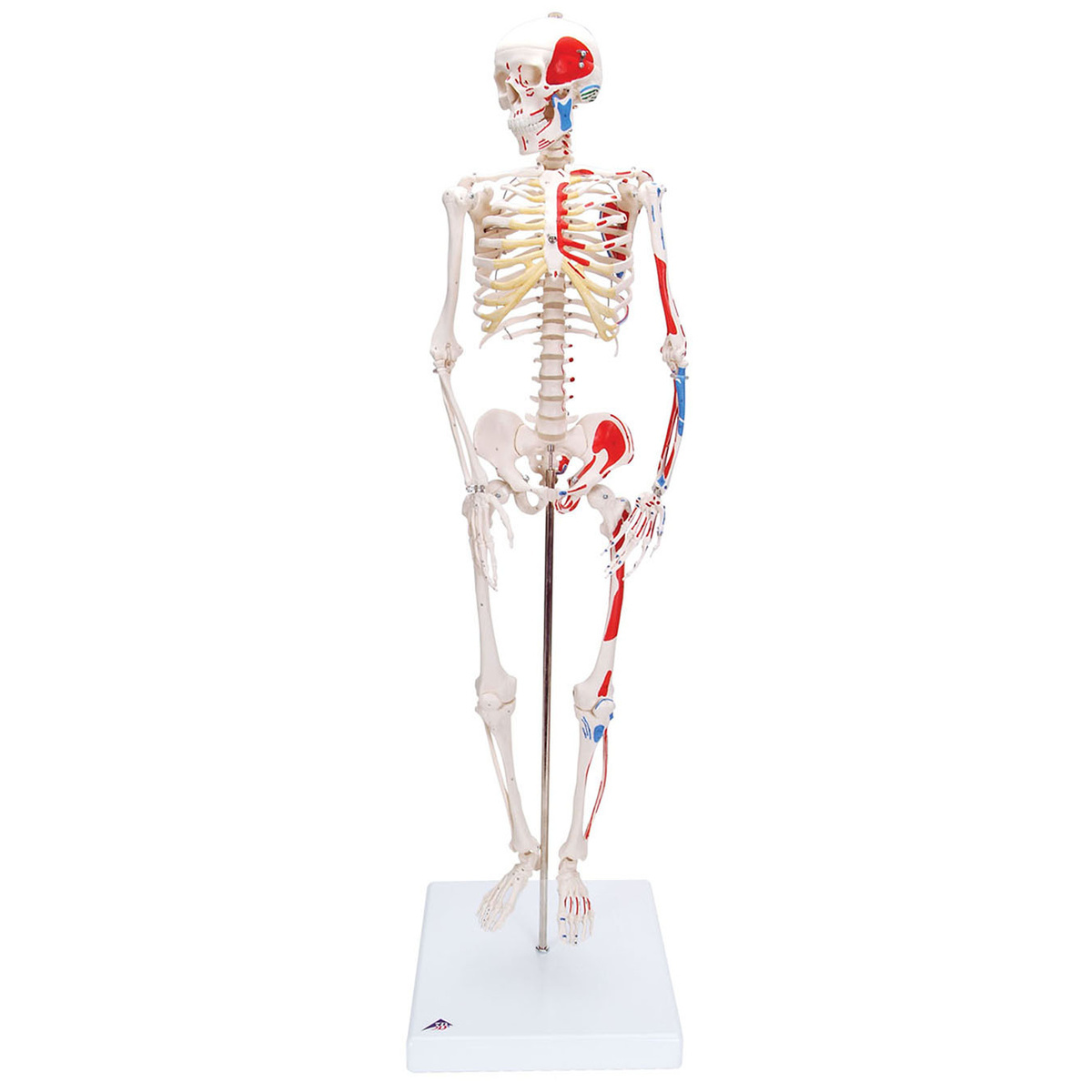 3B Scientific® Miniature Skeletons