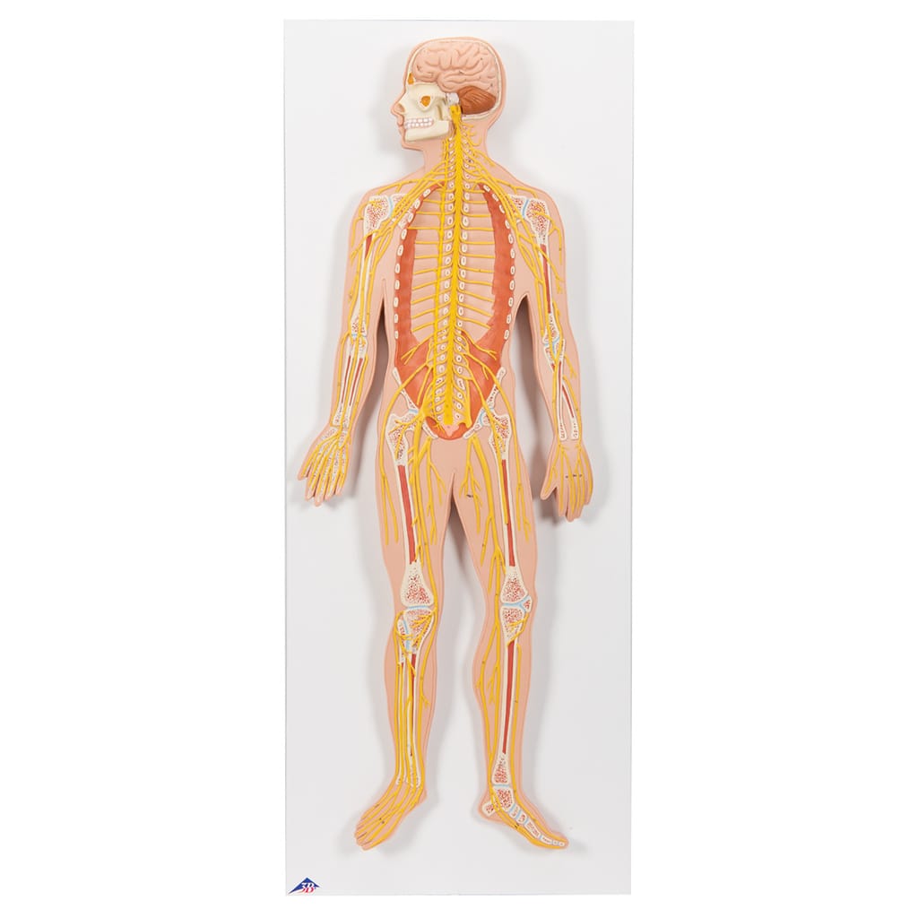 3B Scientific® Nervous System Model