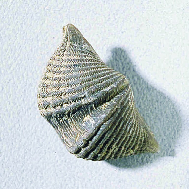 Mucrospirifer thedfordensis