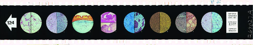 Drugs and Nutrition Microslide