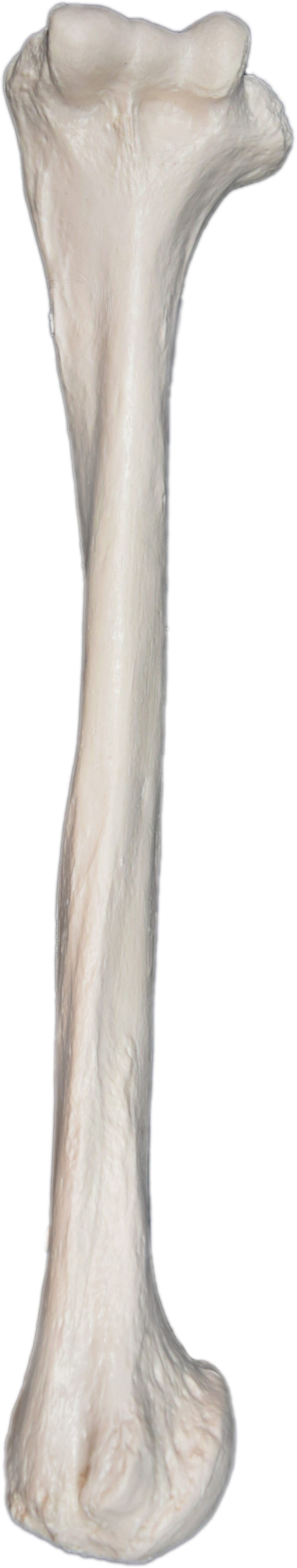Eisco® Individual Bones