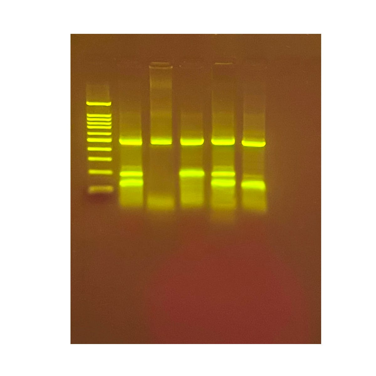 PCR Based Identification of Foodstuffs for Genetically Modified Organisms