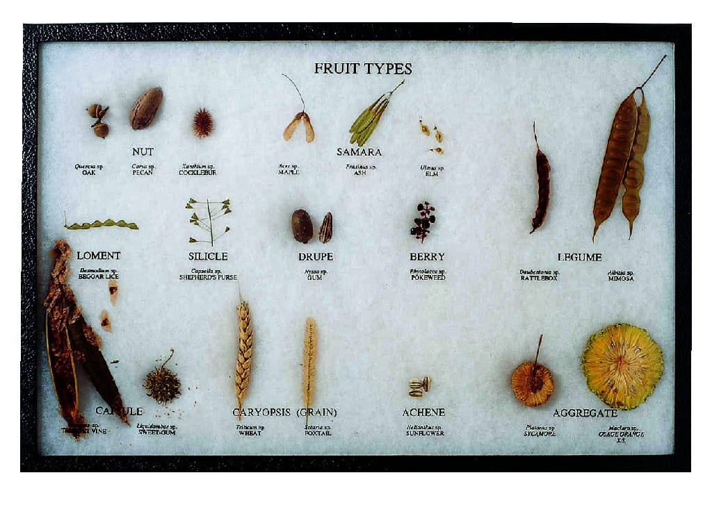 Fruit Types Riker Mount