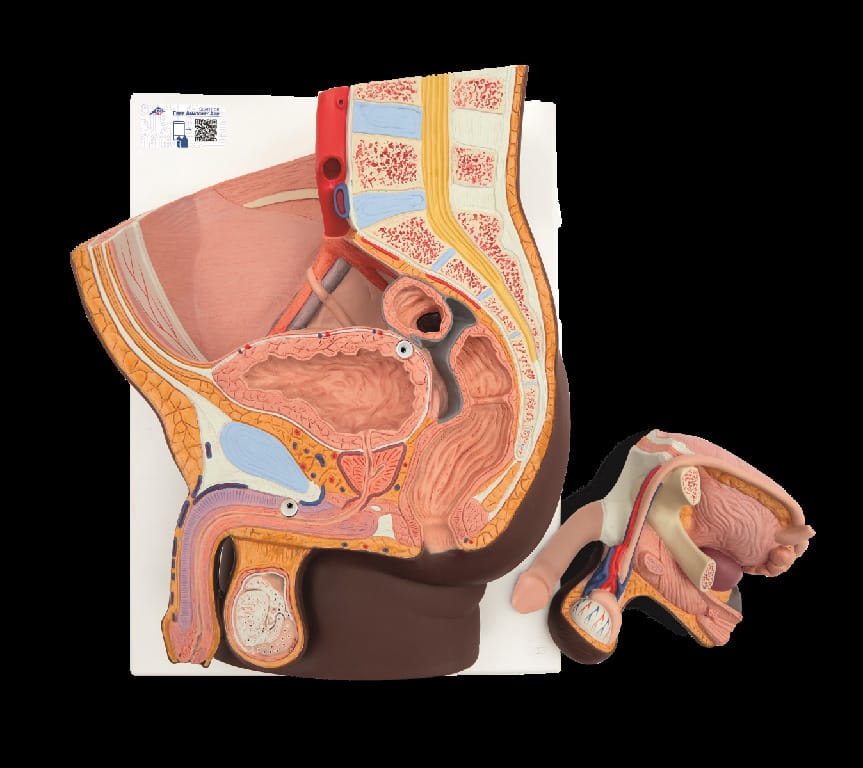 3B Scientific® Pelvic Relief Models