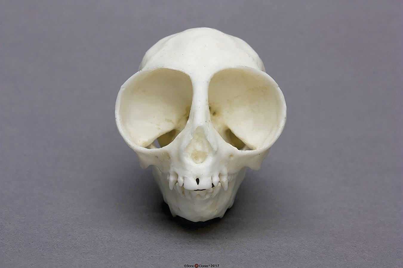 BoneClones® Animal Skulls, Mammals