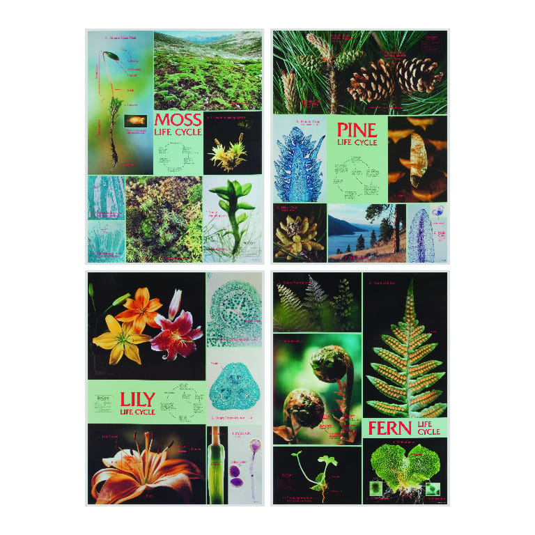Plant Life Cycle Charts, Set Of 4