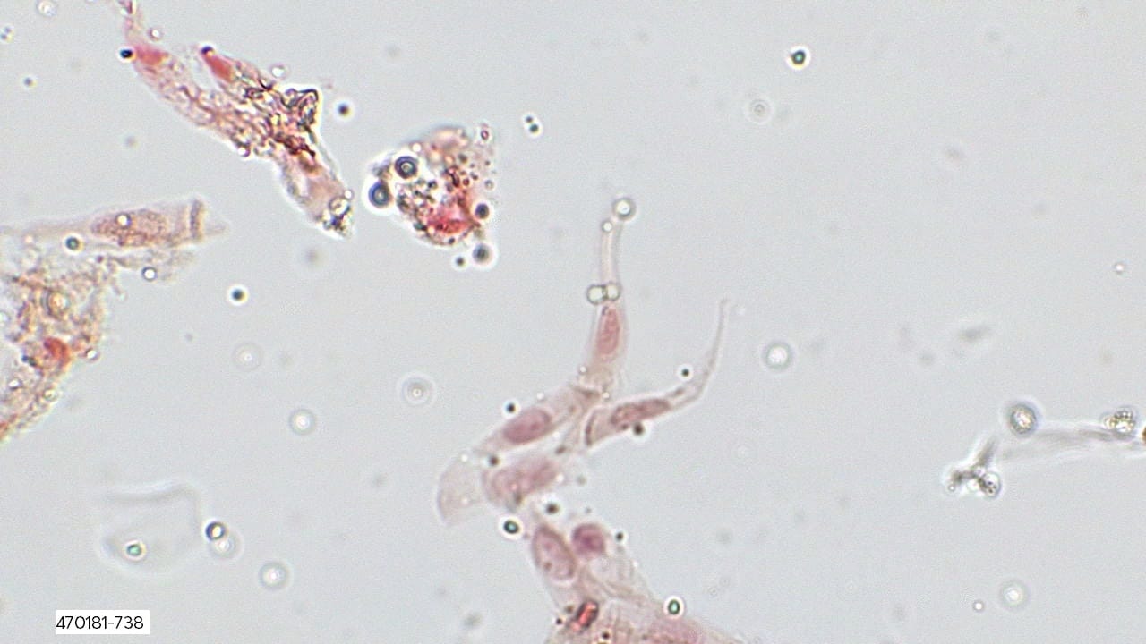 Ward's® Frog Anatomy Slides
