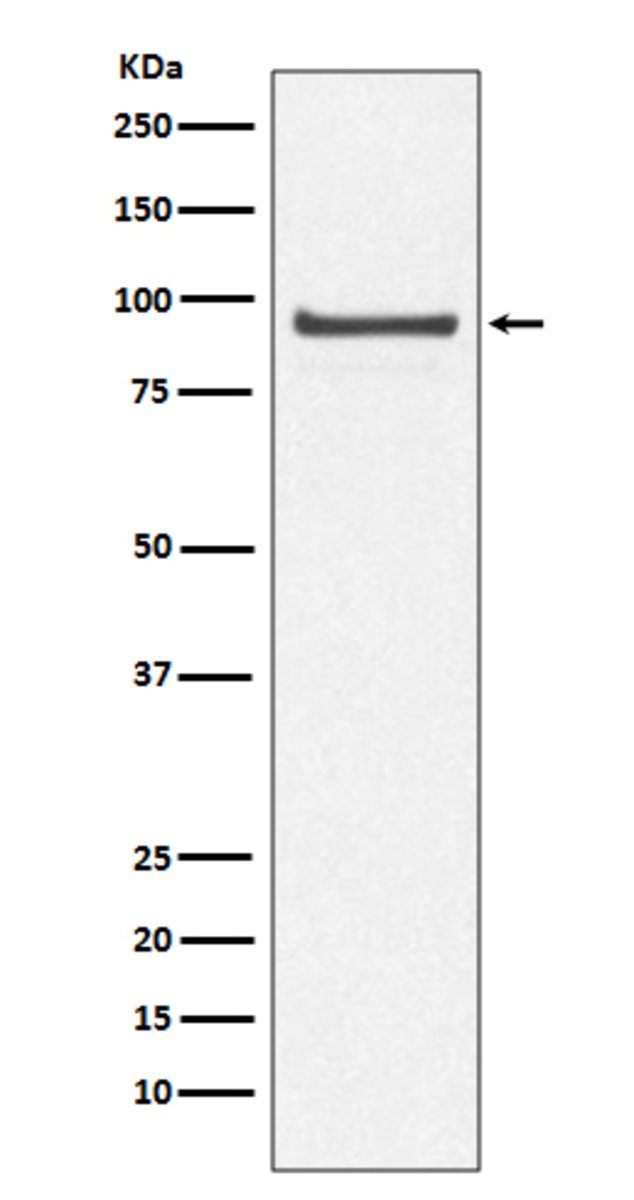 Anti-CDC27 Rabbit Monoclonal Antibody [clone: IOB-3] | VWR, part of Avantor