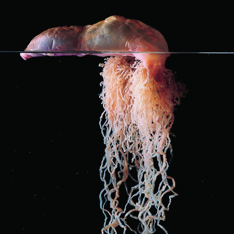 Portuguese Man-of-War