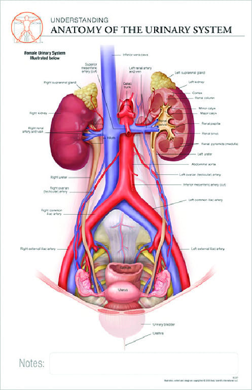 Post-It® Anatomical Charts