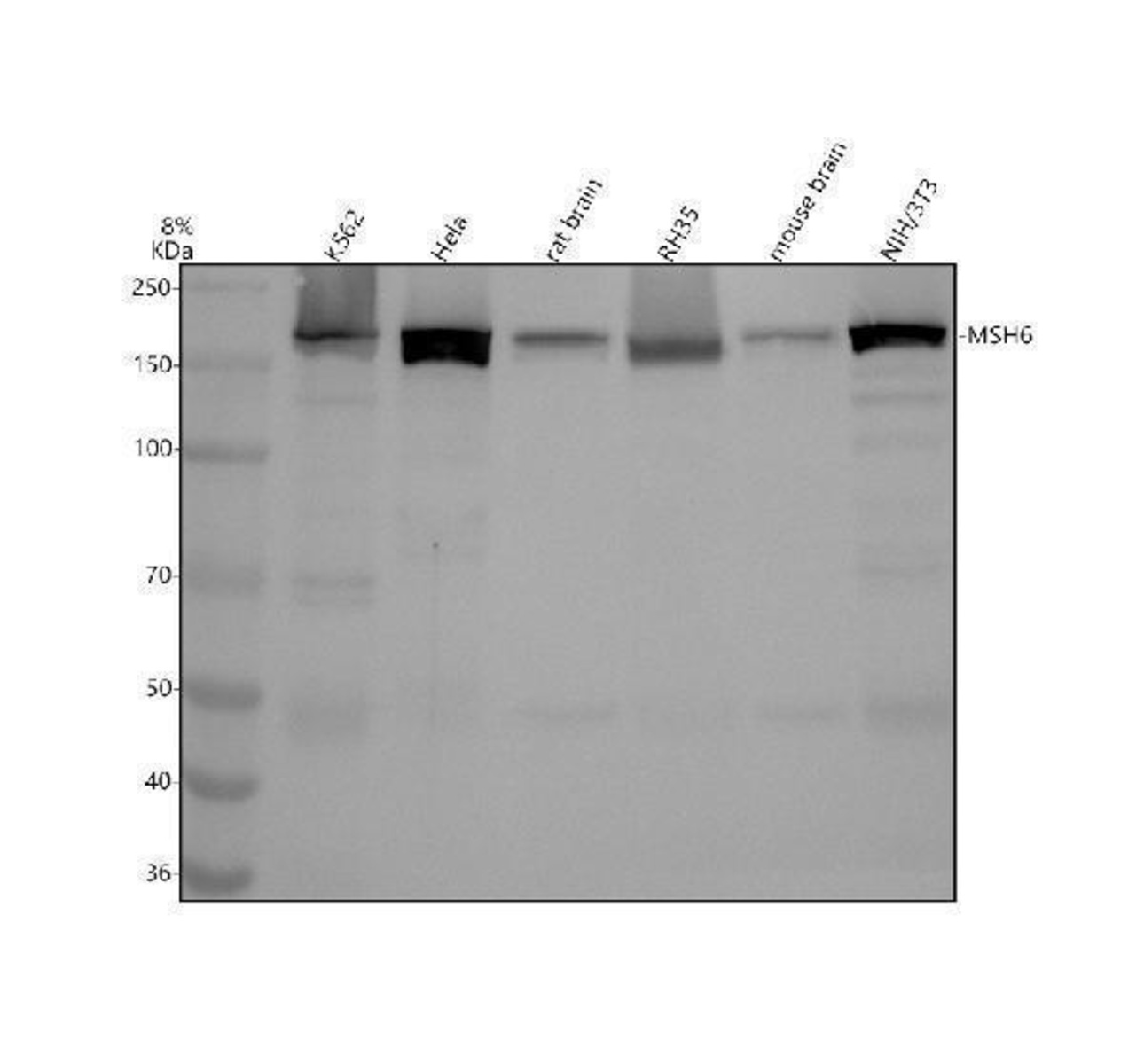 Anti-MSH6 Rabbit Monoclonal Antibody [clone: AEB-13] | VWR, part of Avantor