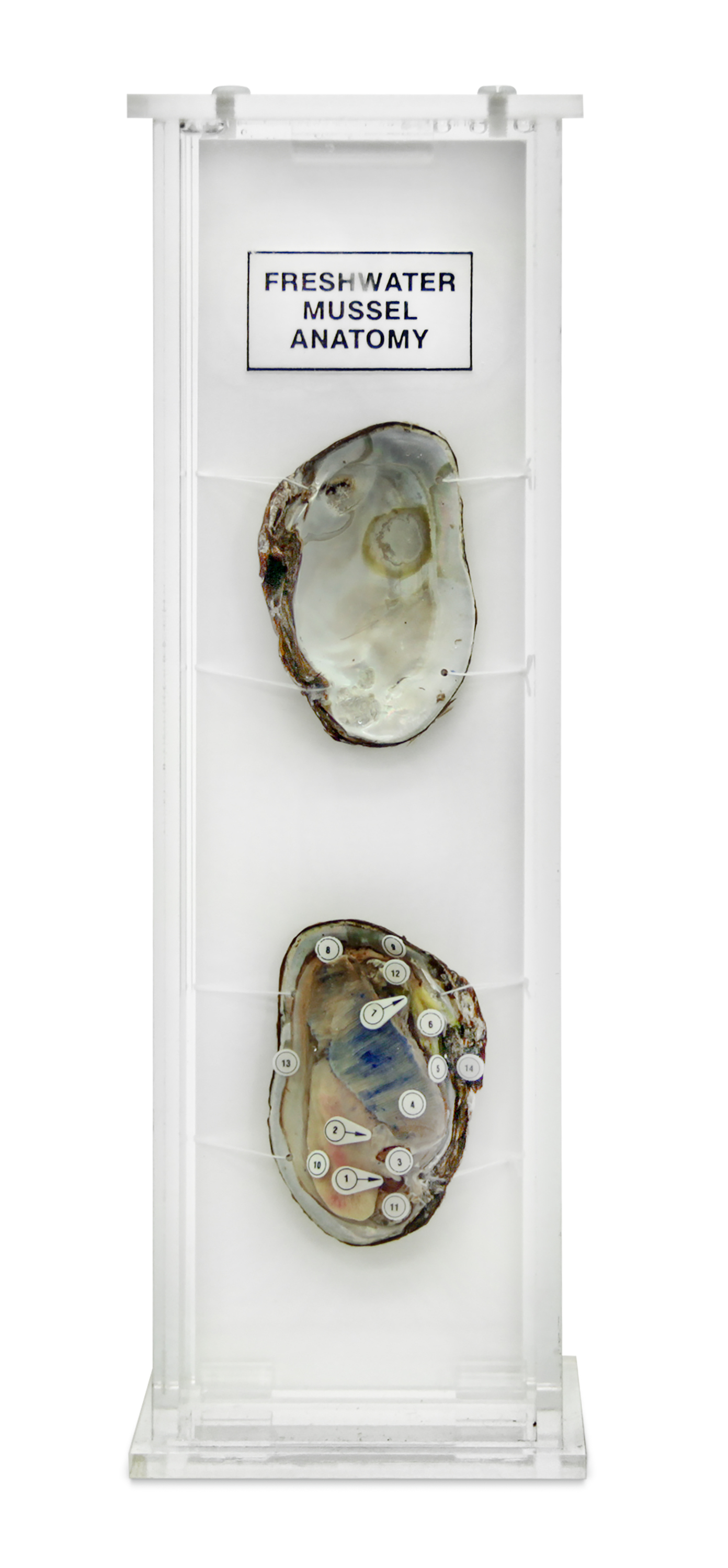 Ward's® Freshwater Mussel Anatomy Museum Mount