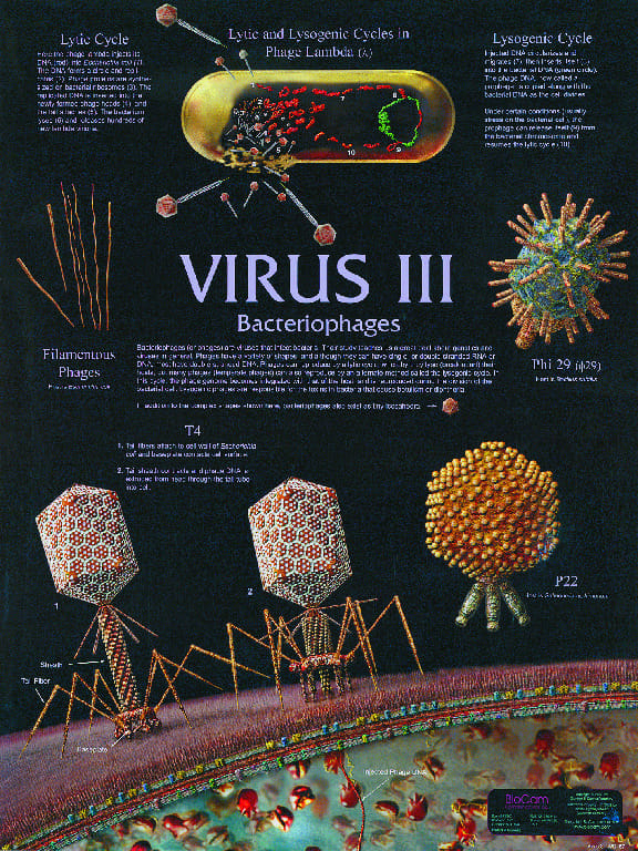 Biocam Bacterial Charts