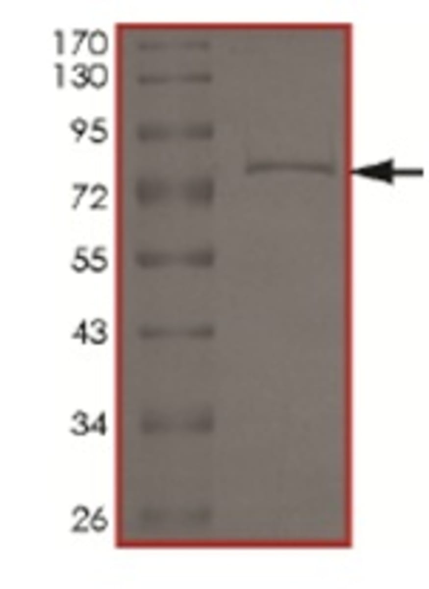 Human Recombinant EHMT2/G9A (from Baculovirus (Sf9 Insect cells)) | VWR ...