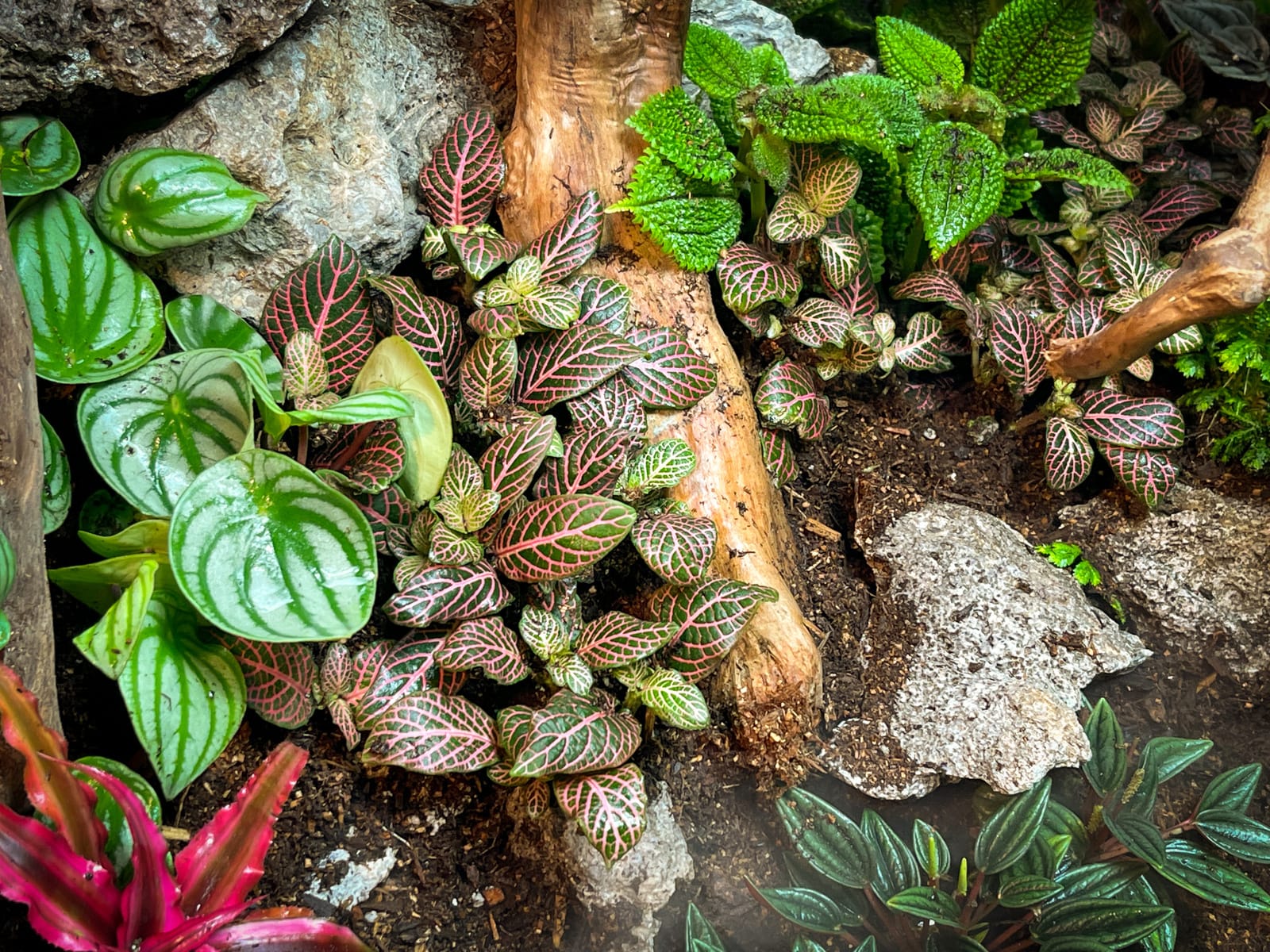 ReptiFauna Bioactive Plants