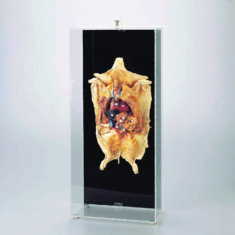 Ward's® Freeze-Dried Fetal Pig Museum Mount