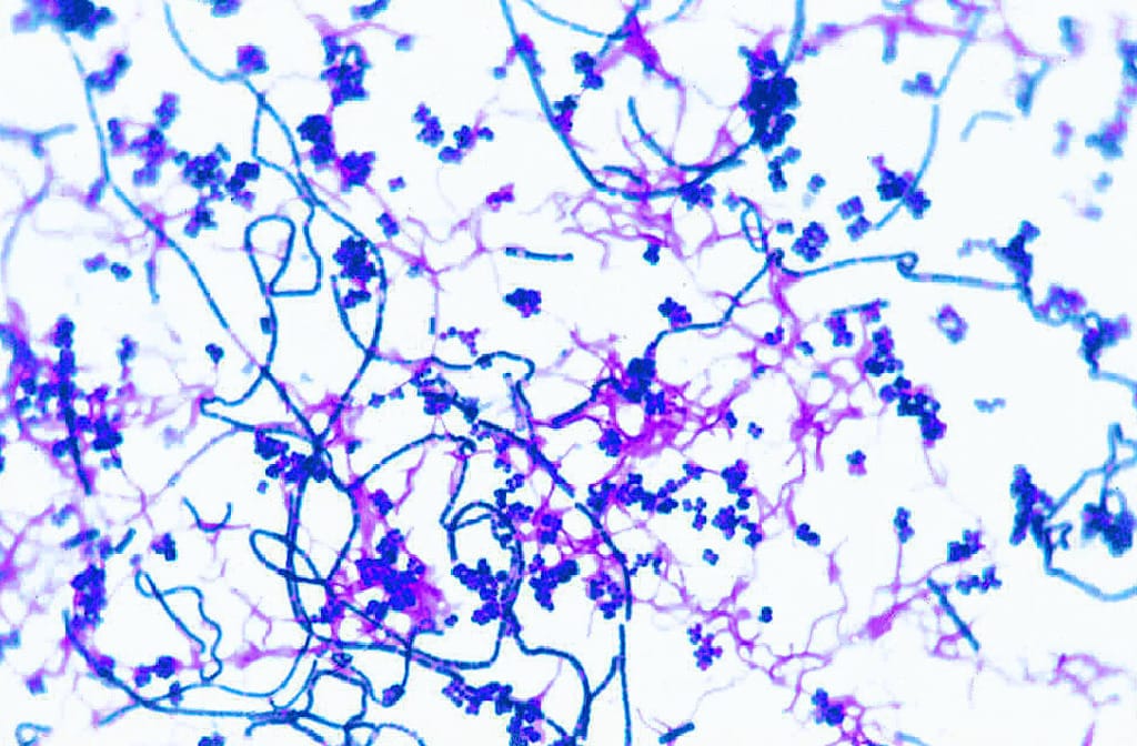 Ward's® Bacterial Form and Structure Slides