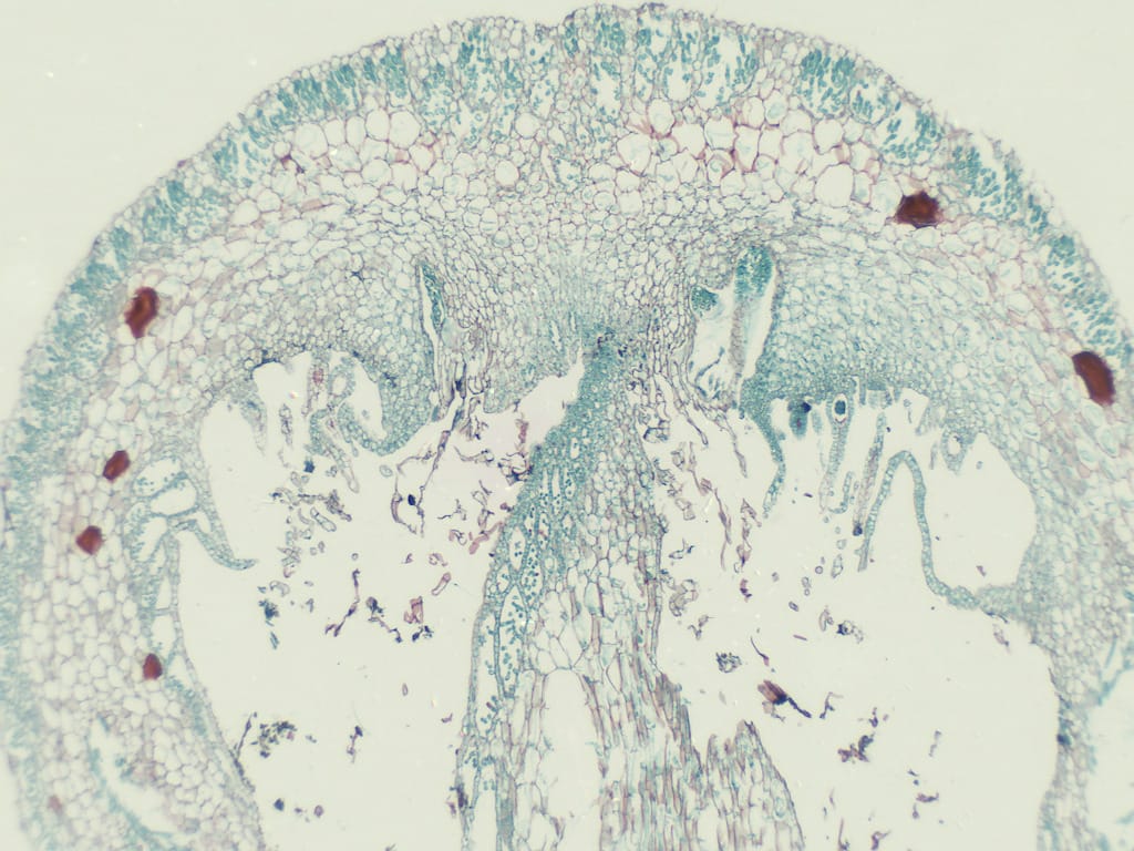 Ward's® Liverwort (Marchantia) Slides