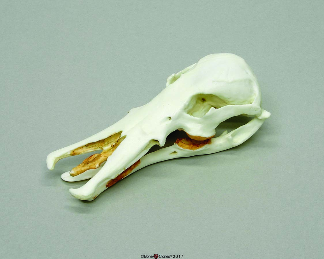 BoneClones® Animal Skulls, Mammals