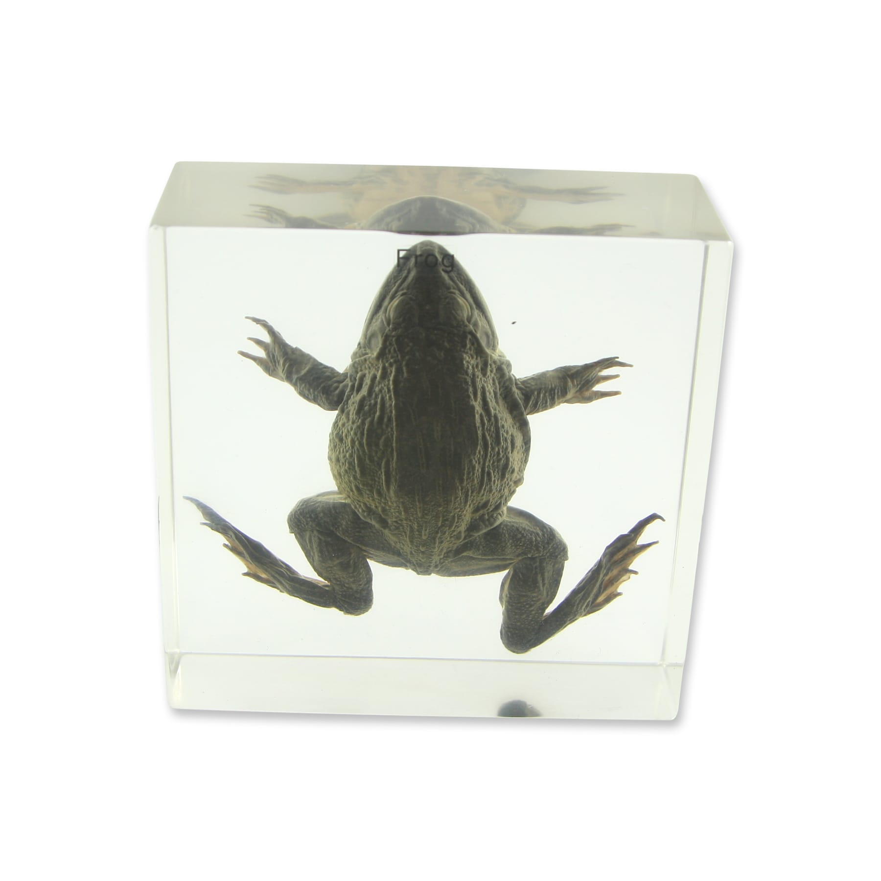 Frog Plastomount