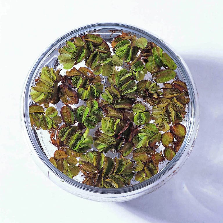 Salvinia