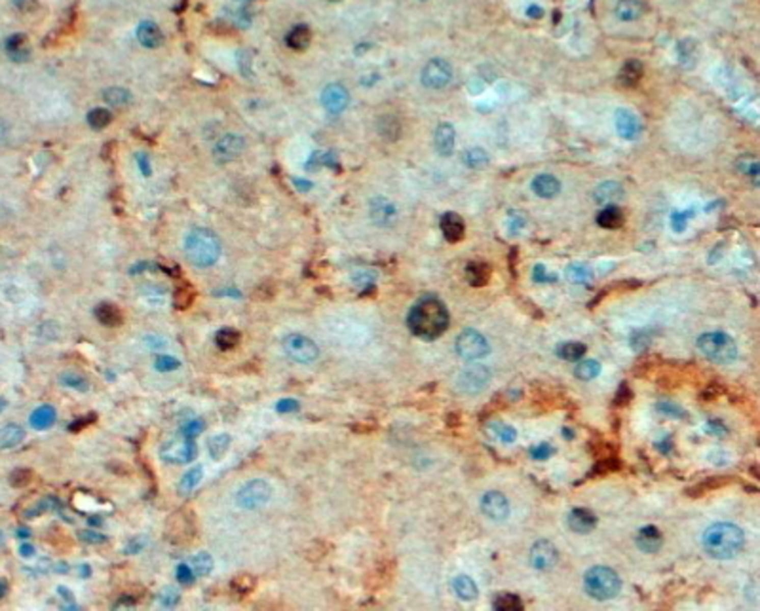 Anti-Triosephosphate Isomerase Goat Polyclonal Antibody | VWR, part of ...