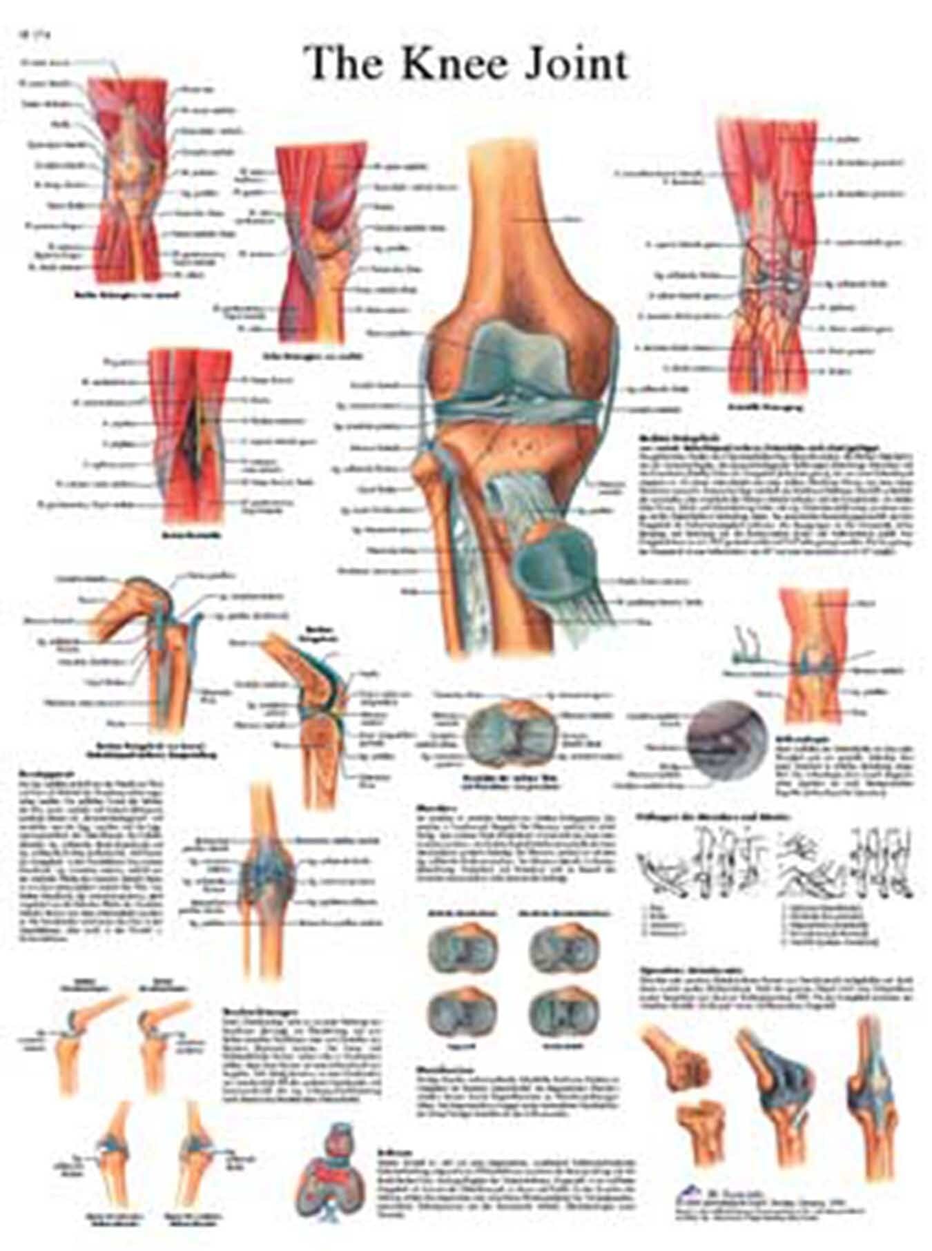 3B Scientific® Knee Chart