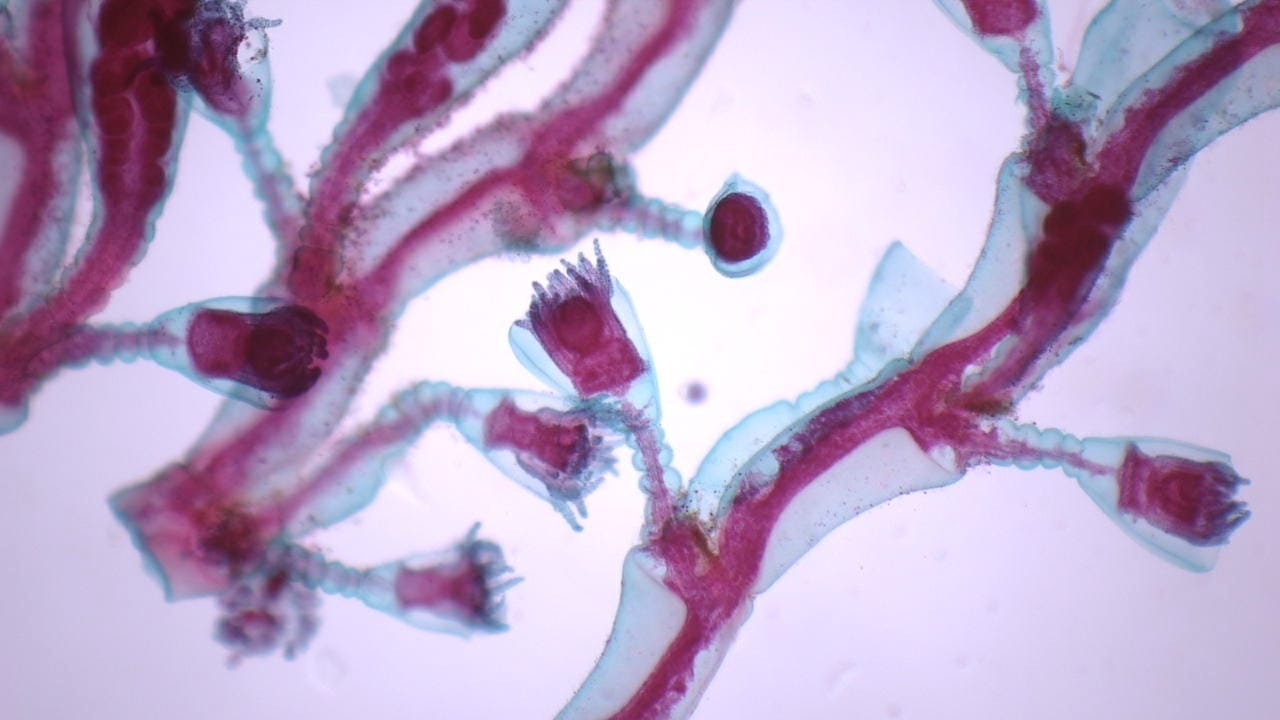 Obelia, Hydroids Slide